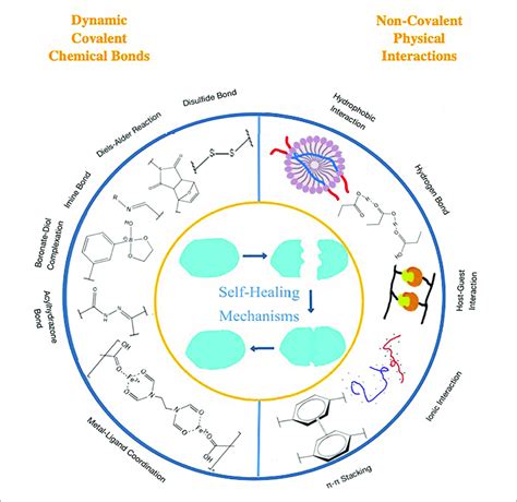 Major Dynamic Chemical Covalent Bonds And Physical Non Covalent