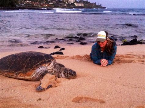 Green Sea Turtle At Poipu Beach Kauai