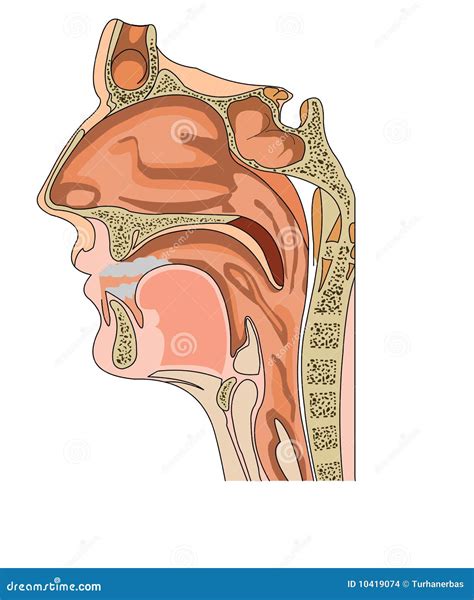 Nose Anatomy Stock Images Image 10419074