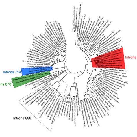 Phylogenetic Tree Reconstructed Based On Laglidadg Protein Sequences