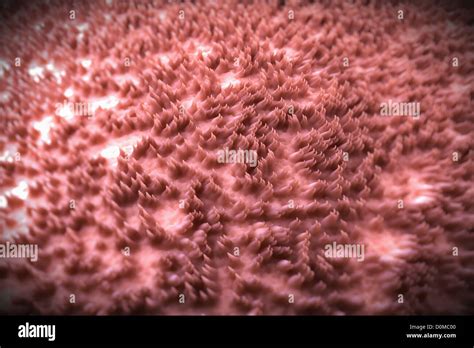 A Magnification Of Filiform Papillae On A Human Tongue Stock Photo