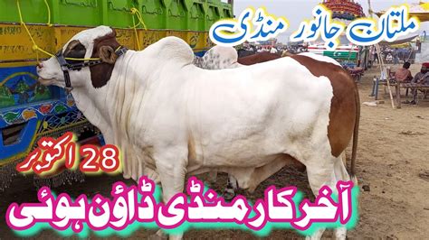 Today Saturday Multan Cow Mandi Latest Updates Oct Qurbani