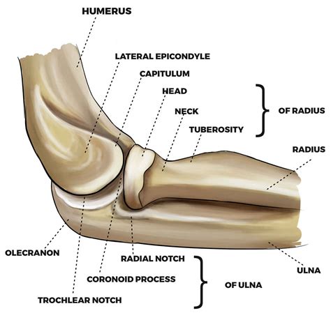 Olecranon Fracture Causes Symptoms Diagnosis Treatment Prognosis