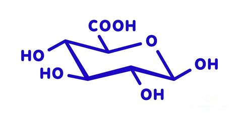 Glucuronic Acid Molecule By Molekuul Science Photo Library