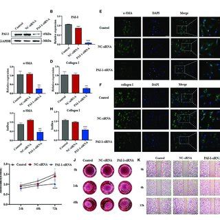 Knockdown Of Pai Inhibits Fibrosis Progression In Vitro A B The