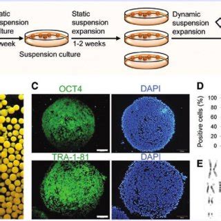 Expansion And Characterization Of Human Induced Pluripotent Stem Cells