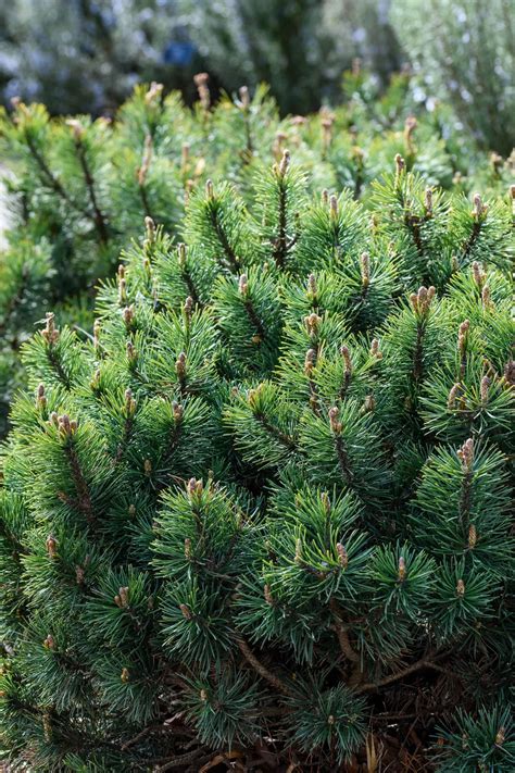 Different Types Of Conifer Trees Uk Outlet Store | futuros.abrelatam.org