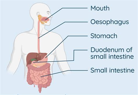 Digestive System Leaving Certificate Higher Biology Studyclix