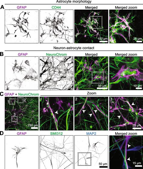 Morphologically Complex Astrocytes Interact With Neurons Hipsc Derived