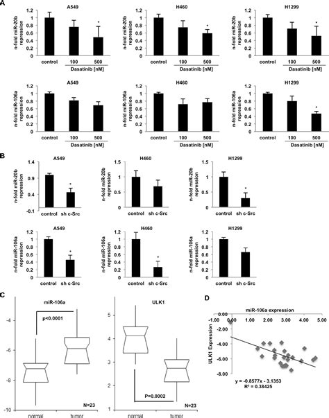 Microrna 106a Targets Autophagy And Enhances Sensitivity Of Lung Cancer