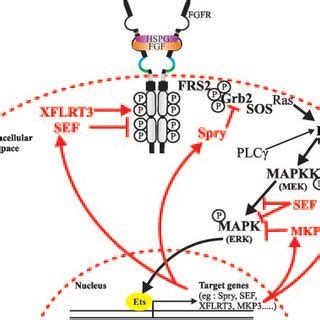 Pdf Cellular Signaling By Fibroblast Growth Factors Fgfs And Their