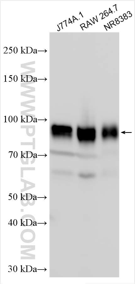 Cd44 Antibody 30854 1 Ap Proteintech