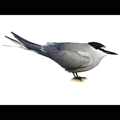 Aleutian Tern (Onychoprion aleuticus) identification - Birda