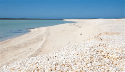 Color Of The Month Nude Color Trend With Seashell White Full Italianbark