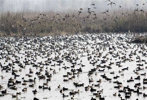 Migratory Birds Flock To Kashmir Wetlands