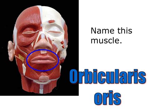 Name This Muscle Orbicularis Oris Ppt Download