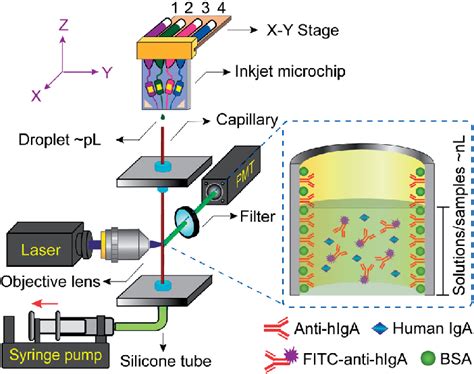 Schematic Illustration Of The Setup For Immunoassay Download