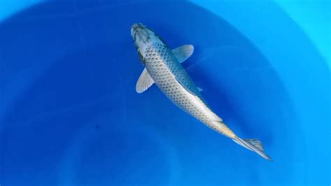 Bibit Koi Import Agro Koi Farm Kediri Jual Ikan Koi Berkualitas