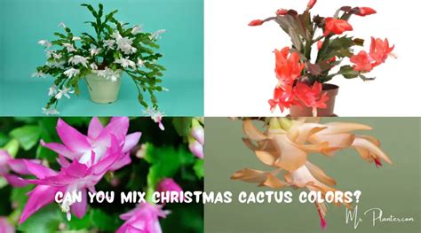 Can you mix Christmas Cactus Colors?