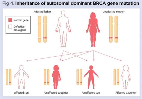 Cystic Fibrosis Pattern Of Inheritance | Rscrawl