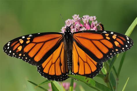 Good news for monarch butterflies? – W&M News