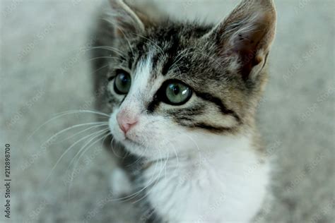 Cute Kittens With Green Eyes