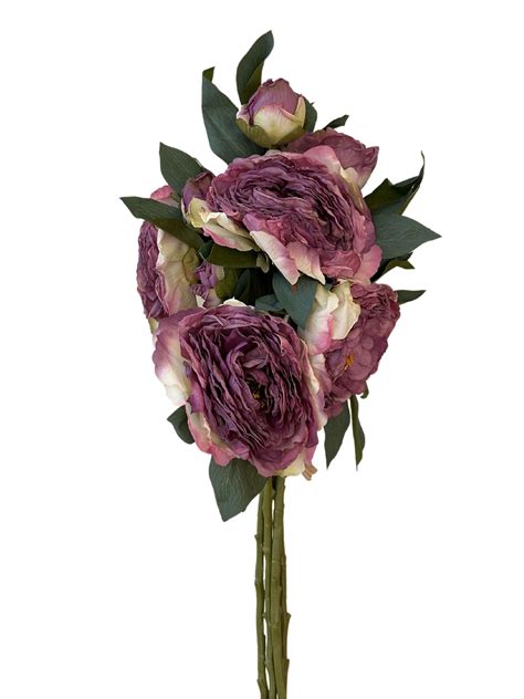 Lilac Rose