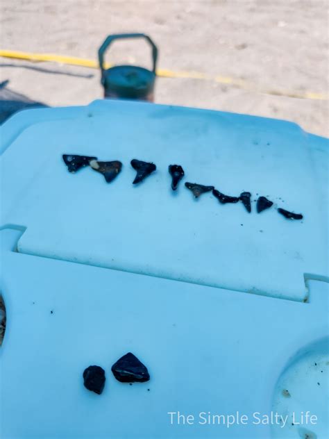 The Best Beach to Find Shark Teeth in Florida • The Simple Salty Life