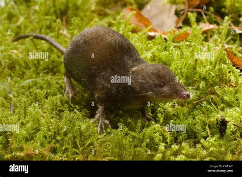 European Shrew Hi Res Stock Photography And Images Alamy