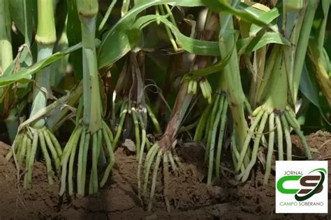 Venda De Sementes De Mega Sorgo Santa Elisa Para Silagem Em Ponte Alta