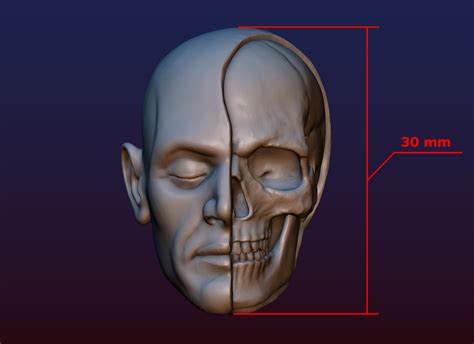 Half Face Skull D Print Model D Model Blend Fbx Obj Stl