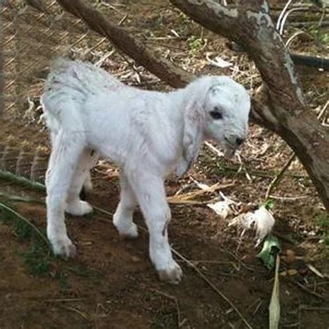 Jamnapari Goat Baby