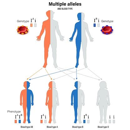 Alelos Multiples - Ilustración de Alelos Múltiples Cruzamiento Entre Progenitor Masculino ...
