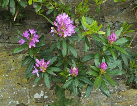 Rhododendron ponticum - wild (naturalised) Rhododendron