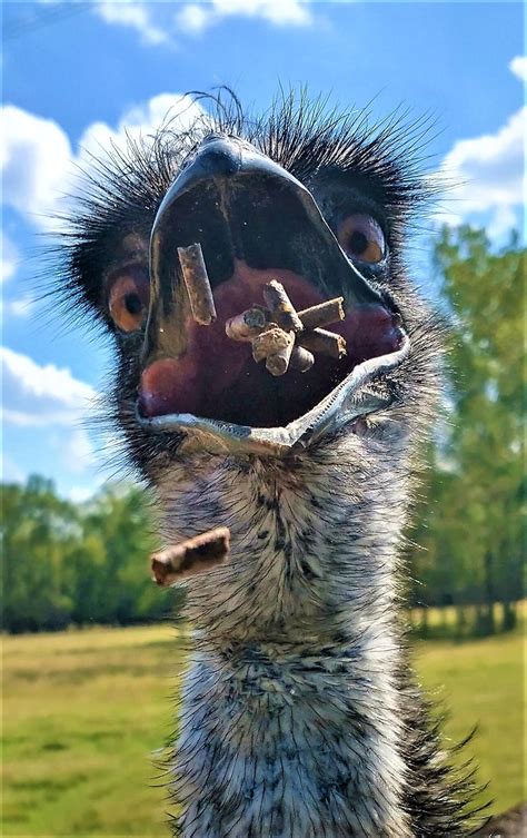 Emu At Hope Hull Safari Park Smithsonian Photo Contest Smithsonian