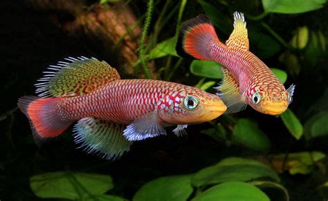 popular aquarium animals  coolest freshwater aquarium fish