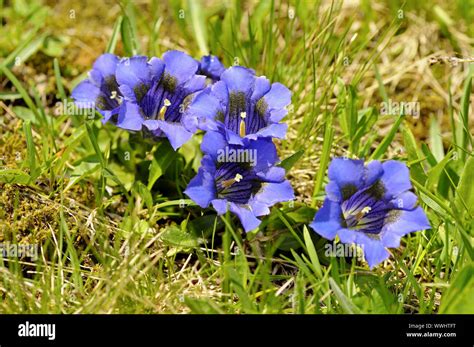 Stammlose Enziane Fotos Und Bildmaterial In Hoher Aufl Sung Alamy