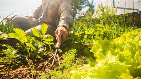 O Agricultor Cuida Das Plantas Na Horta Na Fazenda Conceito De