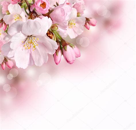 Beautiful Flower Background Photos | Best Flower Site