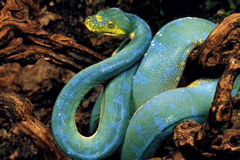 15 Types of Blue Snakes With Pictures - More Reptiles