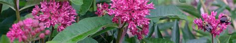 Florida Native Plants | Florida Native Flowers | Native Florida Plants