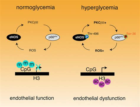 Figure Schematic Illustrating The Role Of The Protein Kinase C Download Scientific Diagram