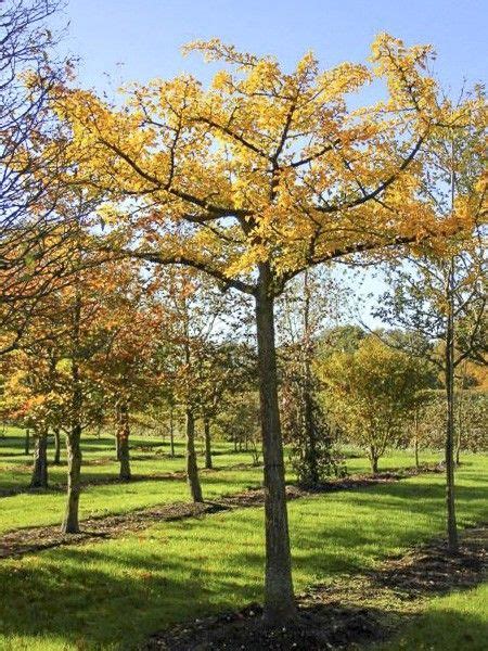 Arbre Aux Cus Horizontalis Ginkgo Biloba Horizontalis Le