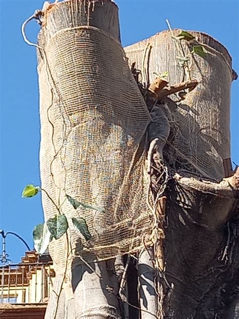 Tomás García on Twitter EL FICUS DE SAN JACINTO RENACERÁ LO PROMETO