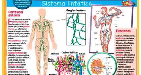 Sistema linfático: qué es, como esta formado, función | El Popular