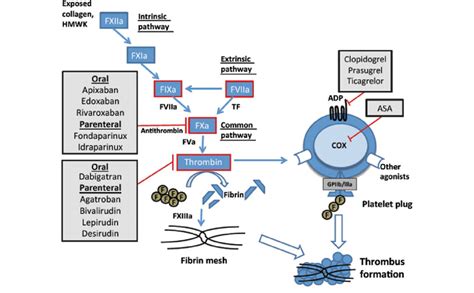 Anticoagulant And Antiplatelet Targets 104 106 The Intrinsic Pathway