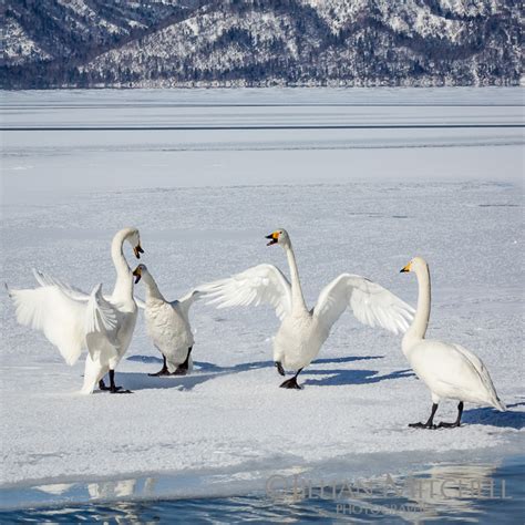 Whooper Swans of Lake Kussharo | Jillian Mitchell Photography