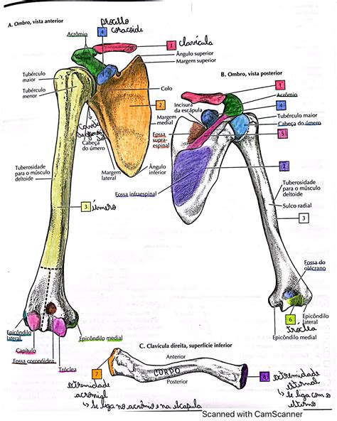 Membros Superiores Anatomia Res Academy