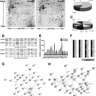 Proteomics analysis of differentially expressed proteins in matched ... 
