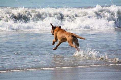 Coronado Beach in Coronado, CA - California Beaches